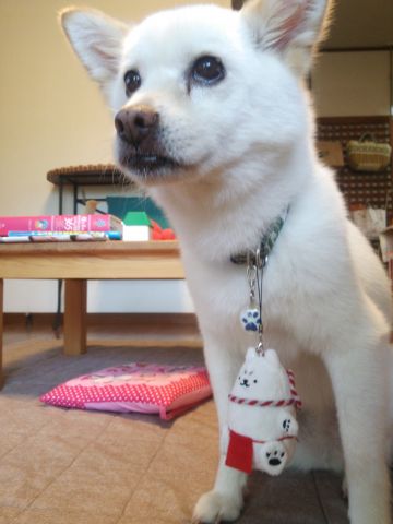 しっぺいと犬