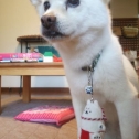 しっぺいと犬