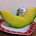 頂き物のメロン
