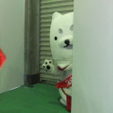 しっぺいは見た…。