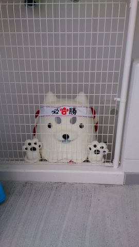 あみごしでもかわいい♪