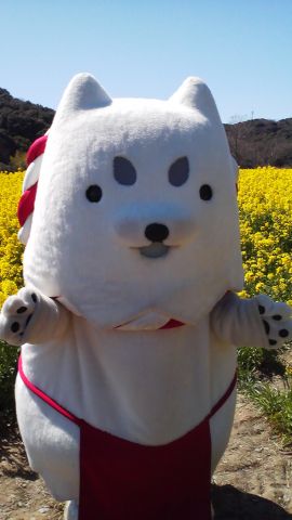 菜の花に囲まれて