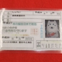 しっぺいの免許証