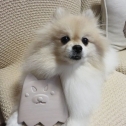 愛犬もお気に入り♪