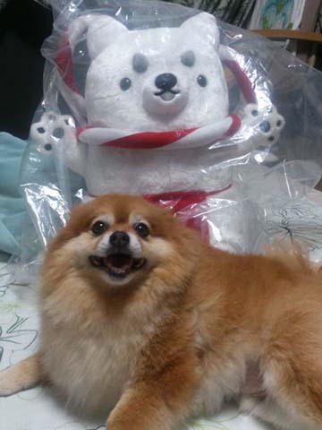 犬と犬