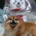 犬と犬