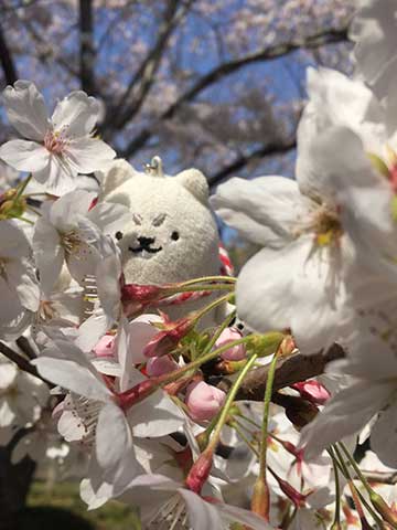 お花見いいね