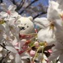 お花見いいね