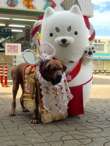 桂浜の思い出