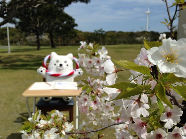 お花見とお勉強