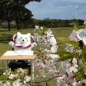 お花見とお勉強