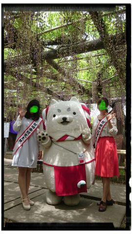 長藤まつり