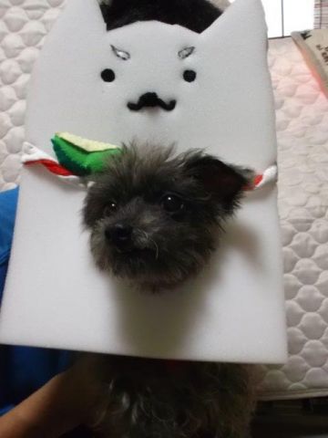 応募作品