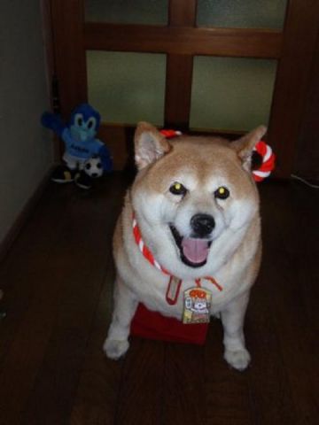 応募作品