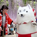 しっぺいと散歩