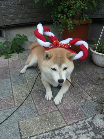 母もがんばる！