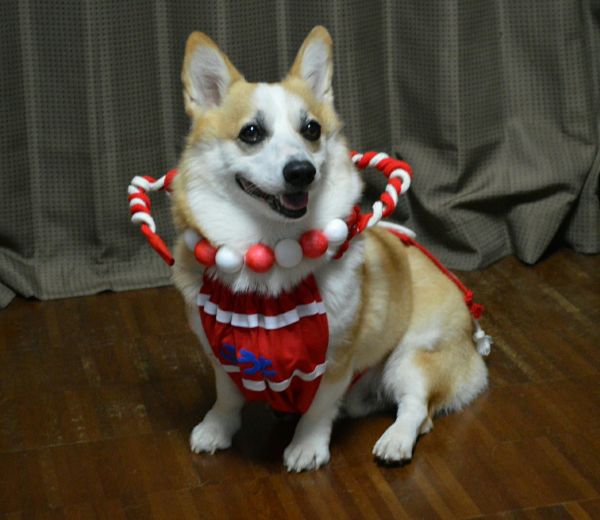 しっぺいへの憧れ！