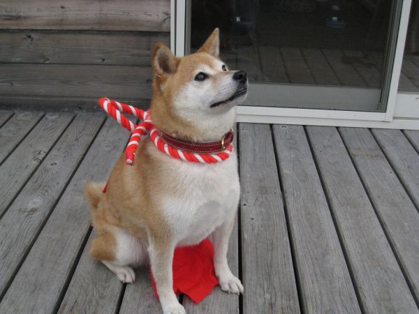 考えるサラ