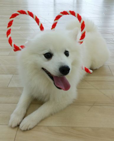 あれっしっぺい⁉