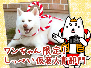 【2014フォトコンテスト】ワンちゃん限定!しっぺい仮装大賞部門